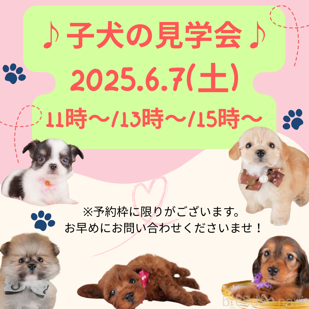 生田碧ブリーダー